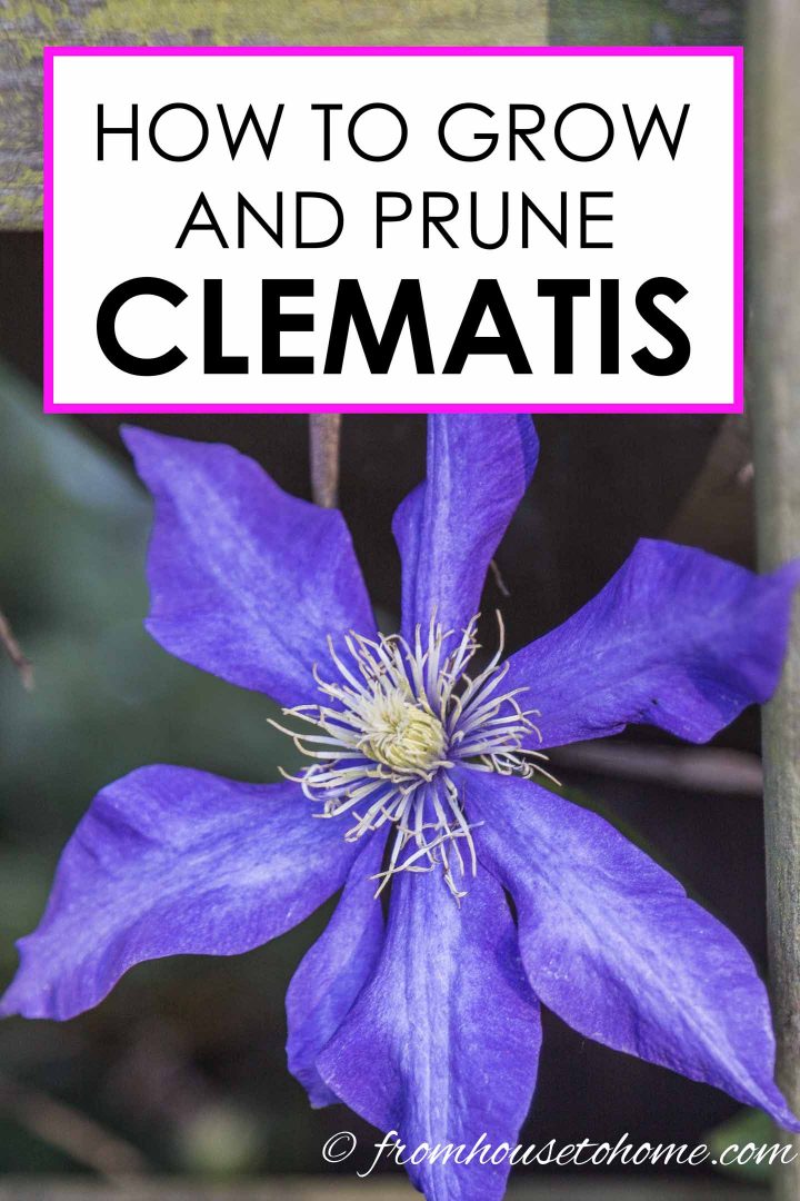 Clematis Care: How To Grow and Prune Clematis With Big Beautiful Blooms