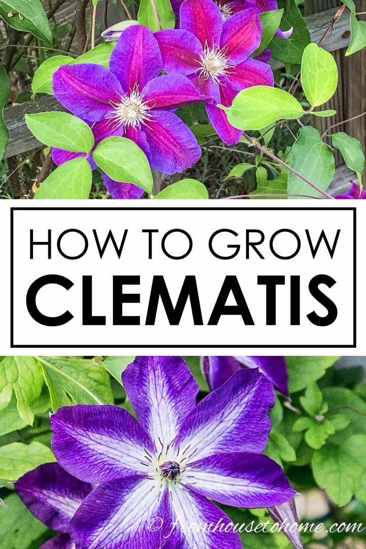 How To Grow Clematis