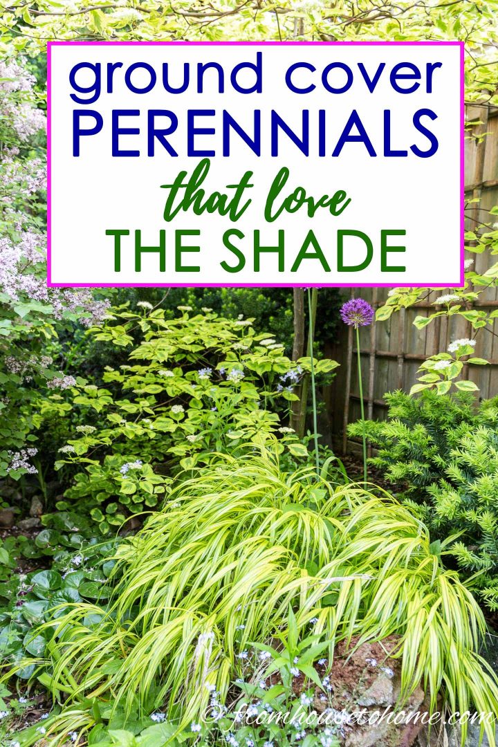 shade ground cover perennials