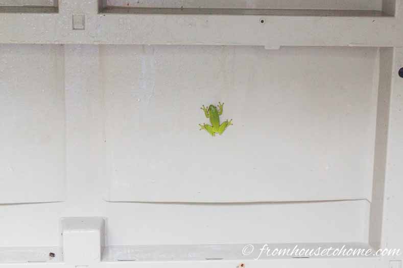 Tree frog in storage box