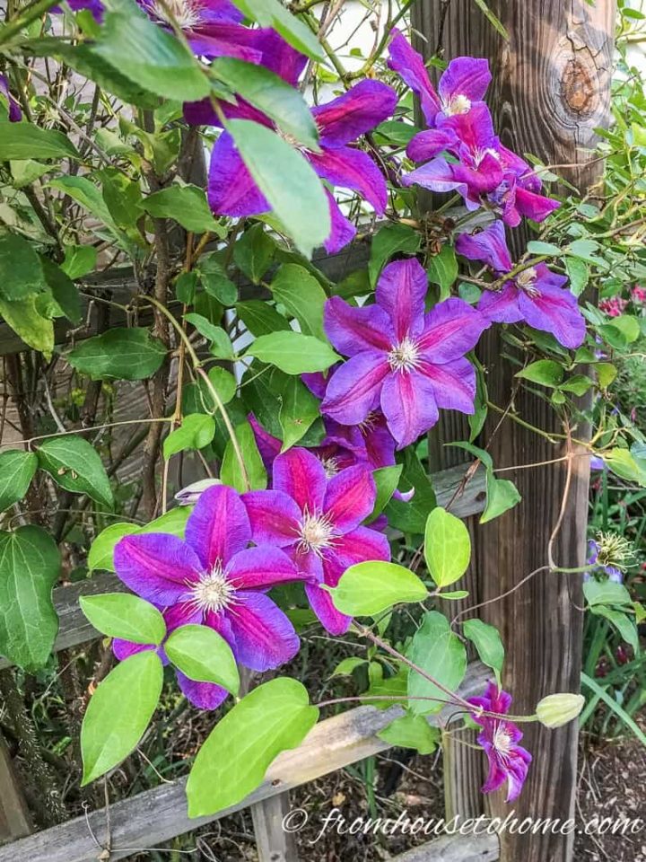 Best striped Clematis - Clematis 'Beth Currie'