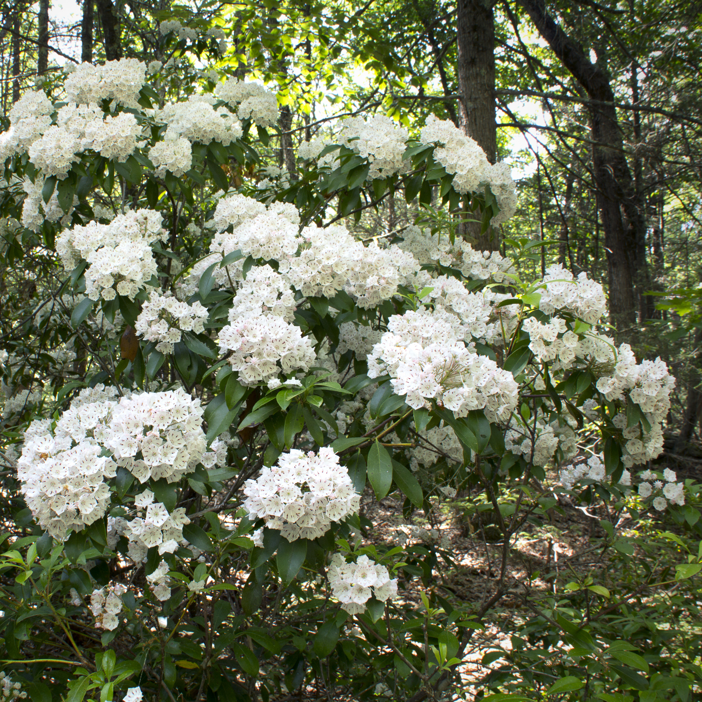 White mountain laurel blooming in the wild ©duke2015 - stock.adobe.com