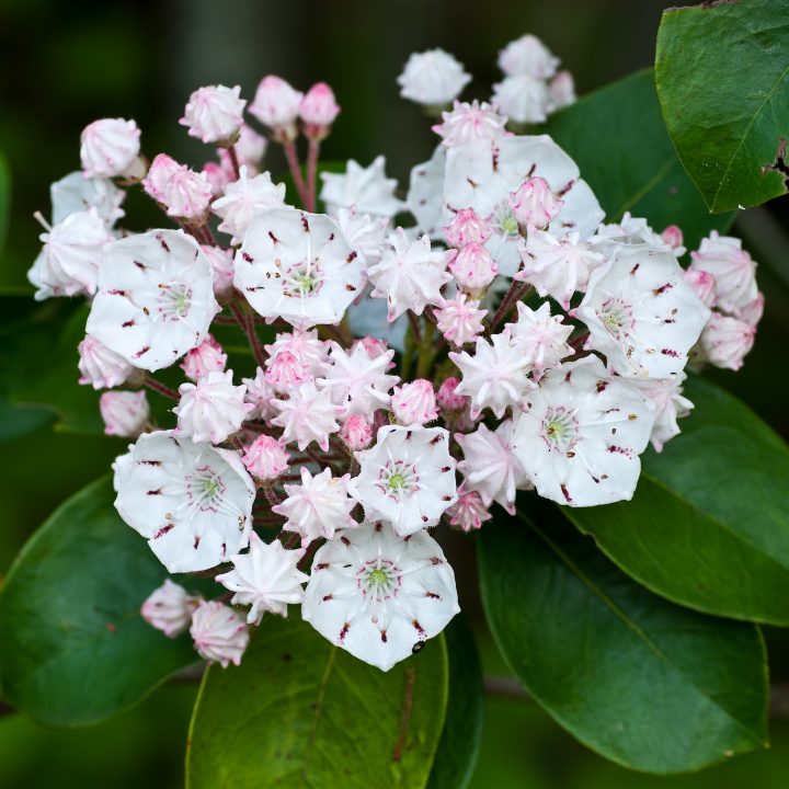 White and pink Mountain Laurel flowers