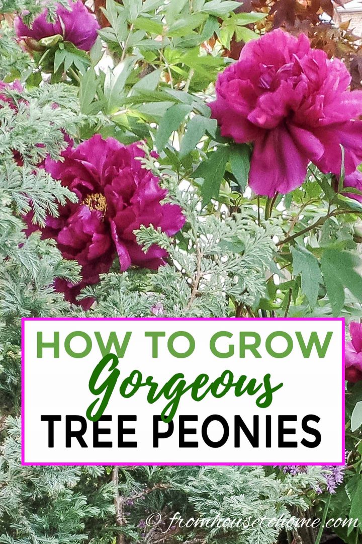 How to grow gorgeous tree peonies