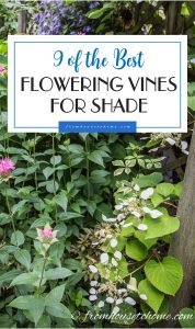 9 of the Best Flowering Vines For Shade