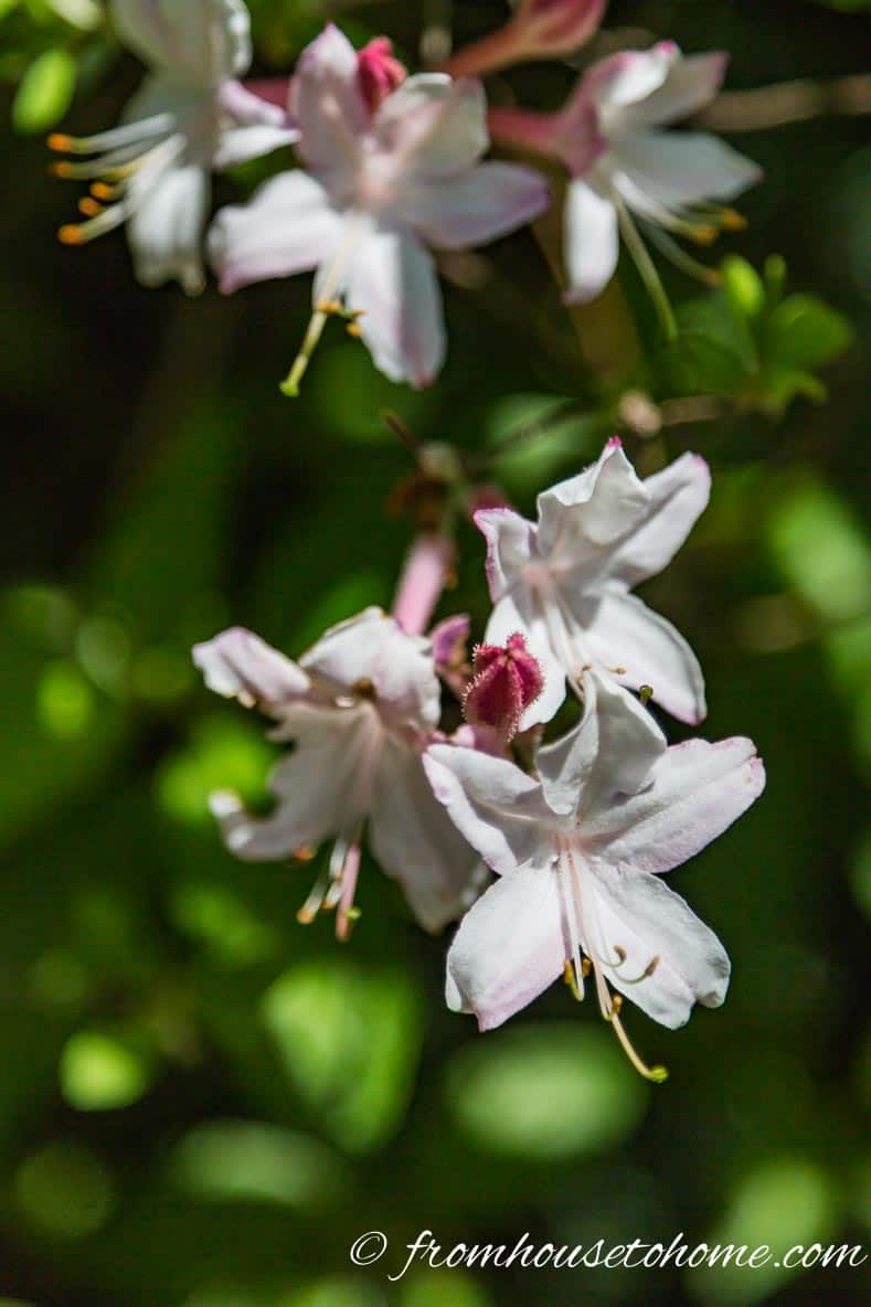 Deciduous native azalea, Rhododendron periclymenoides (Pinxterflower)