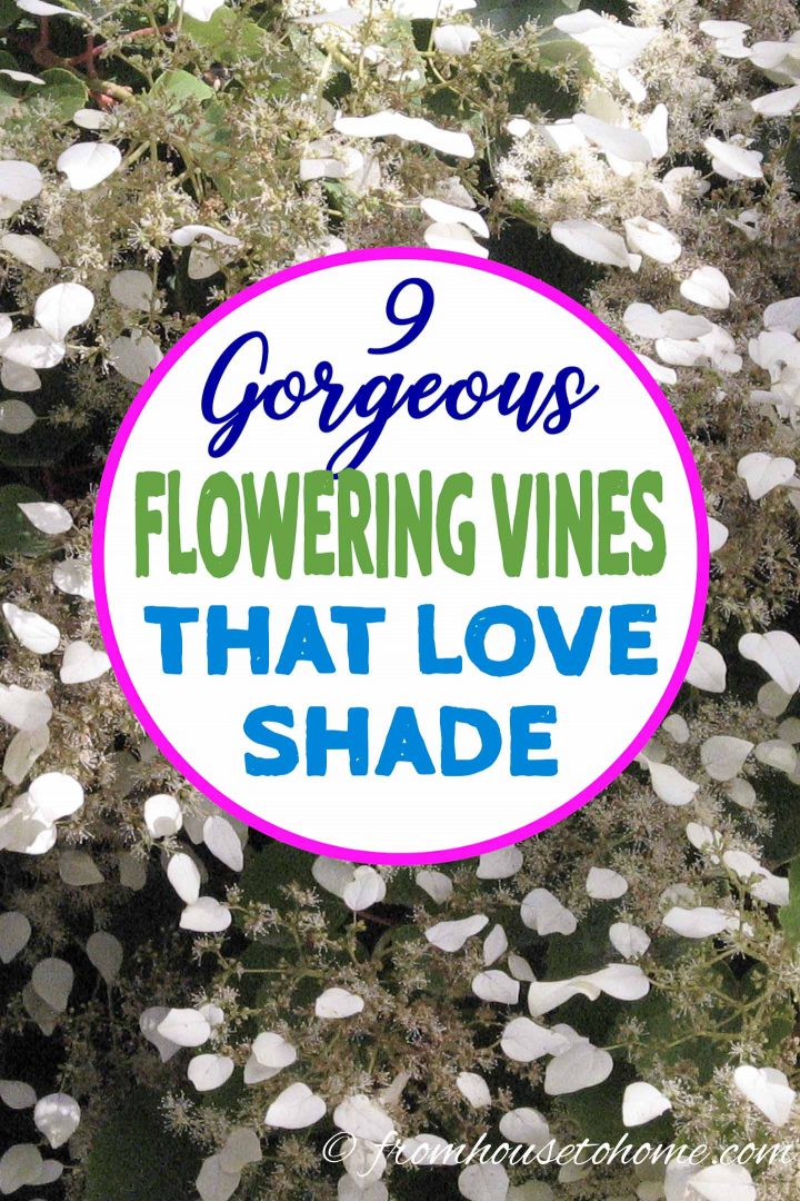 gorgeous flowering vines for shade