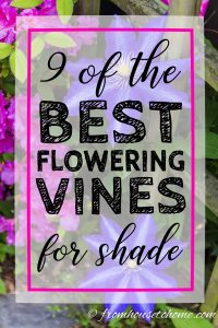 Shade loving perennial vines