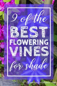 Best perennial vines for shade