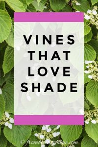 Vines that love shade