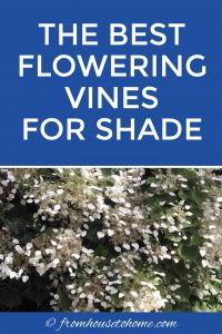 best flowering vines for shade