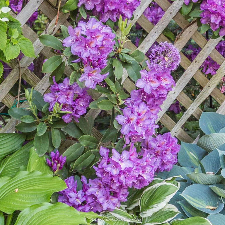Rhododendron Varieties: 10 Of The Best Azaleas and Rhododendrons For Your Garden