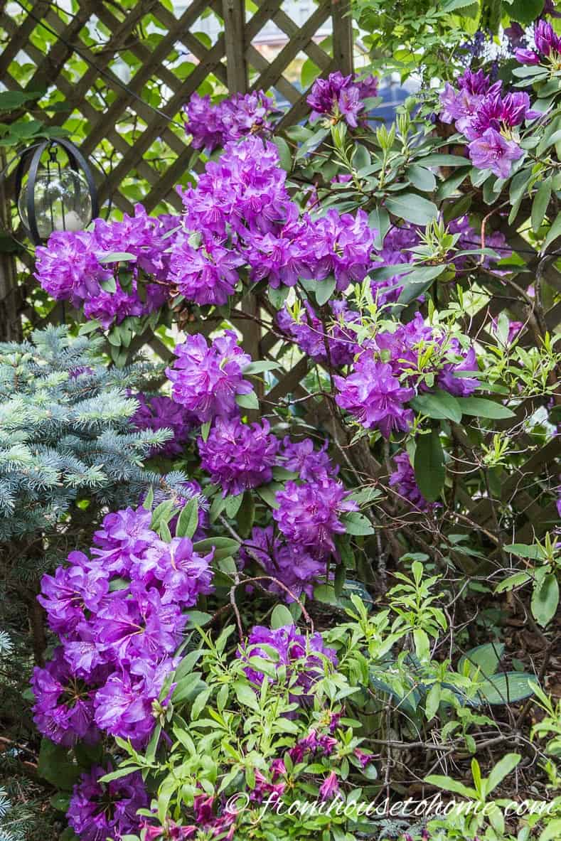 Rhododendron catawbiense 