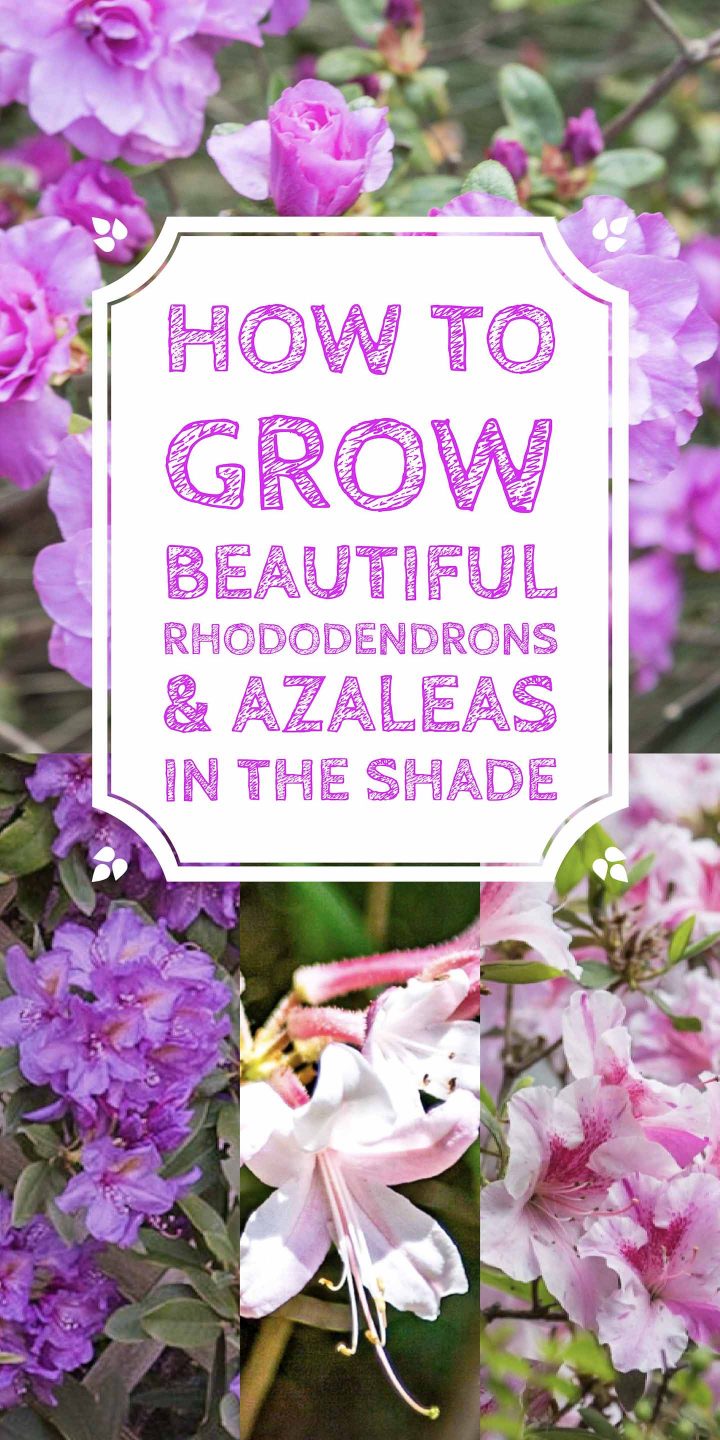 How To Grow Beautiful Rhododendrons & Azaleas In The Shade
