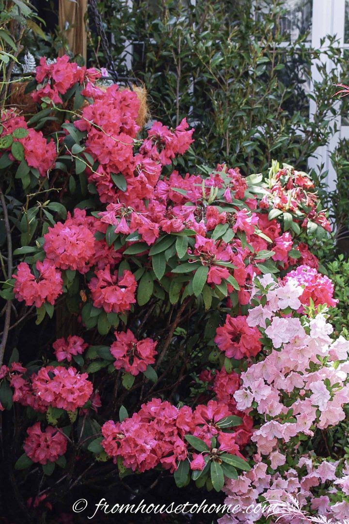 Bright pink Rhododendron bush with evergreen leaves