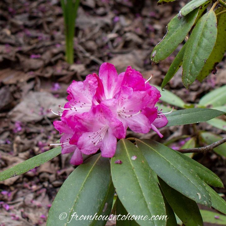 Pink and white Rhododendron flower