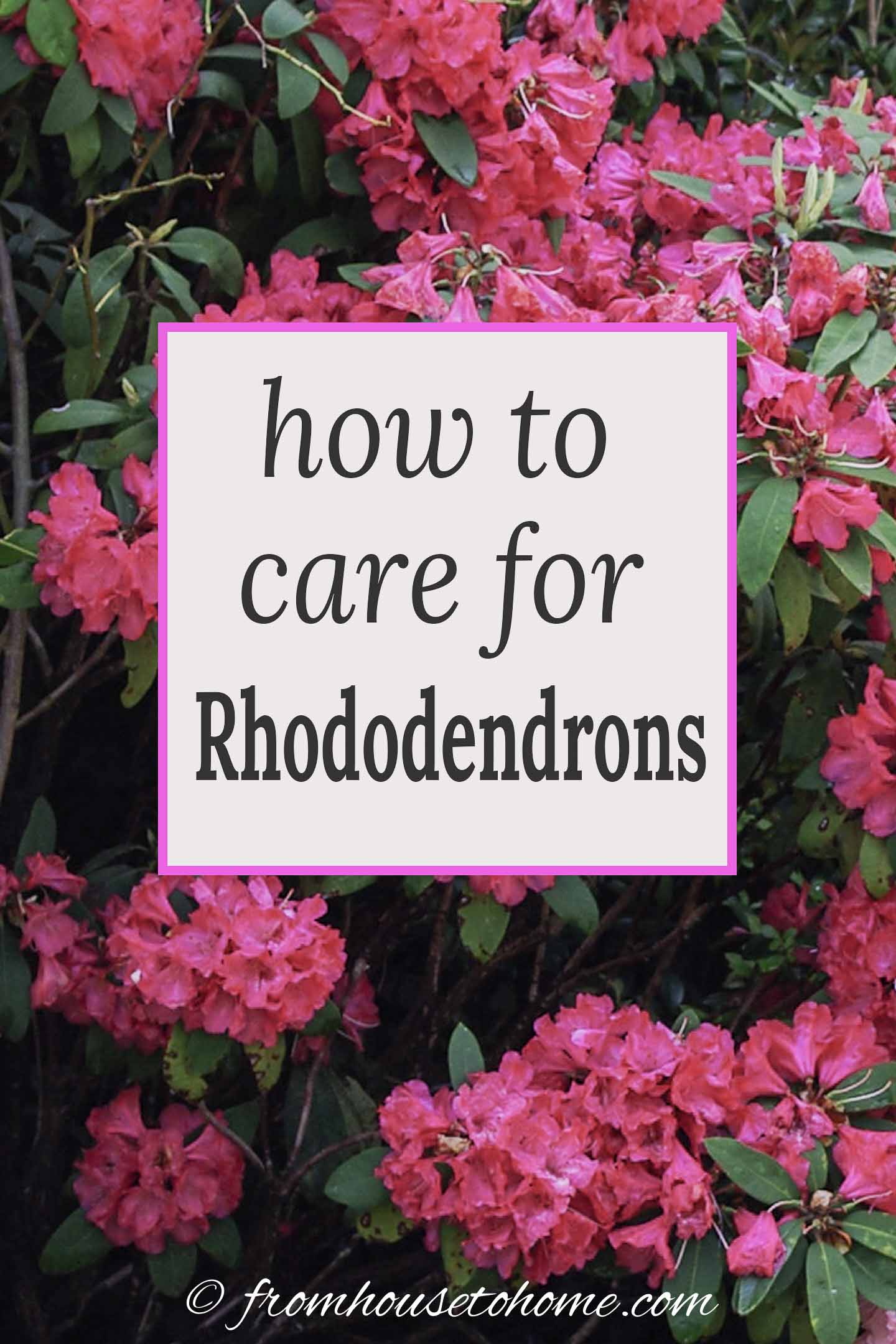 Infants Rhododendron Rhododendron Care: How To Grow Beautiful Rhododendrons And Azaleas