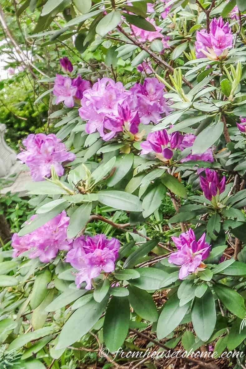 Rhododendron catawbiense wtih light purple flowers