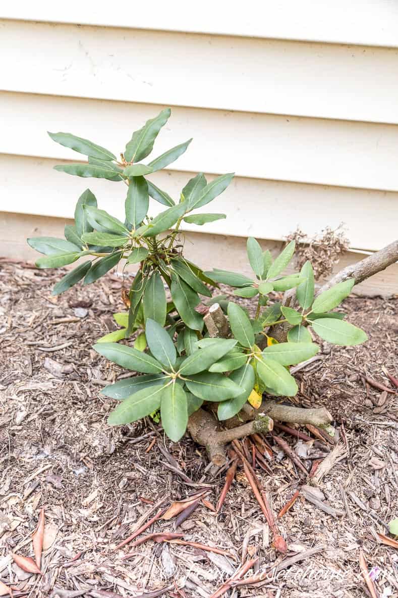 Rhododendron with new shoots after the plant has died back