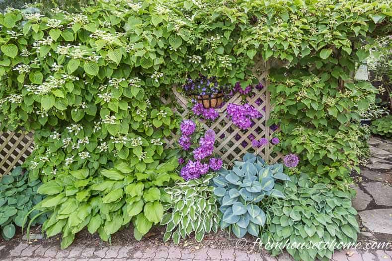 Purple Rhododendron growing with Hostas and climbing Hydrangea