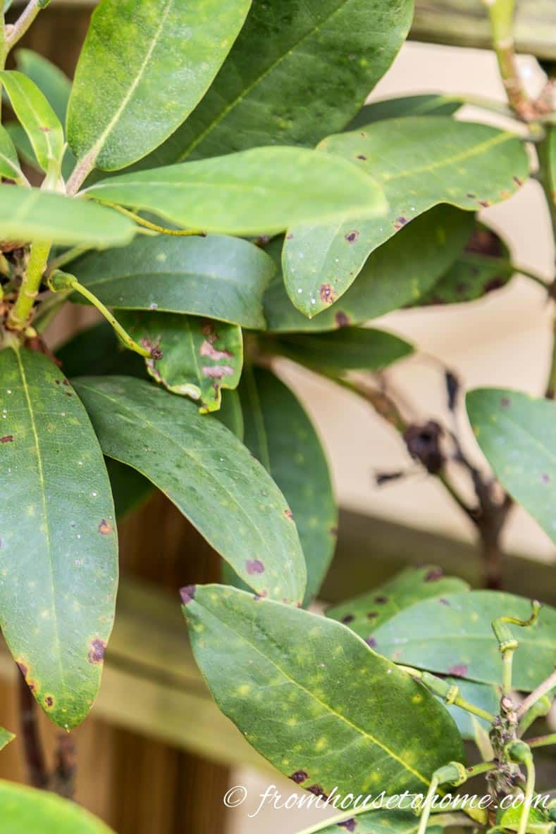 Brown spots on Rhododendron leaves