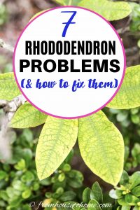 Rhododendron problems and issues