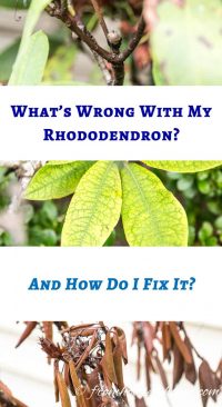 Rhododendron Problems: What's wrong with my Rhododendron? And how do I fix it? 