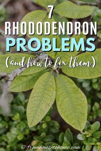 7 common Rhododren problems
