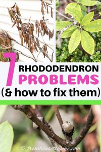 7 Rhododendron problems & how to fix them