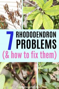 Rhododendron problems