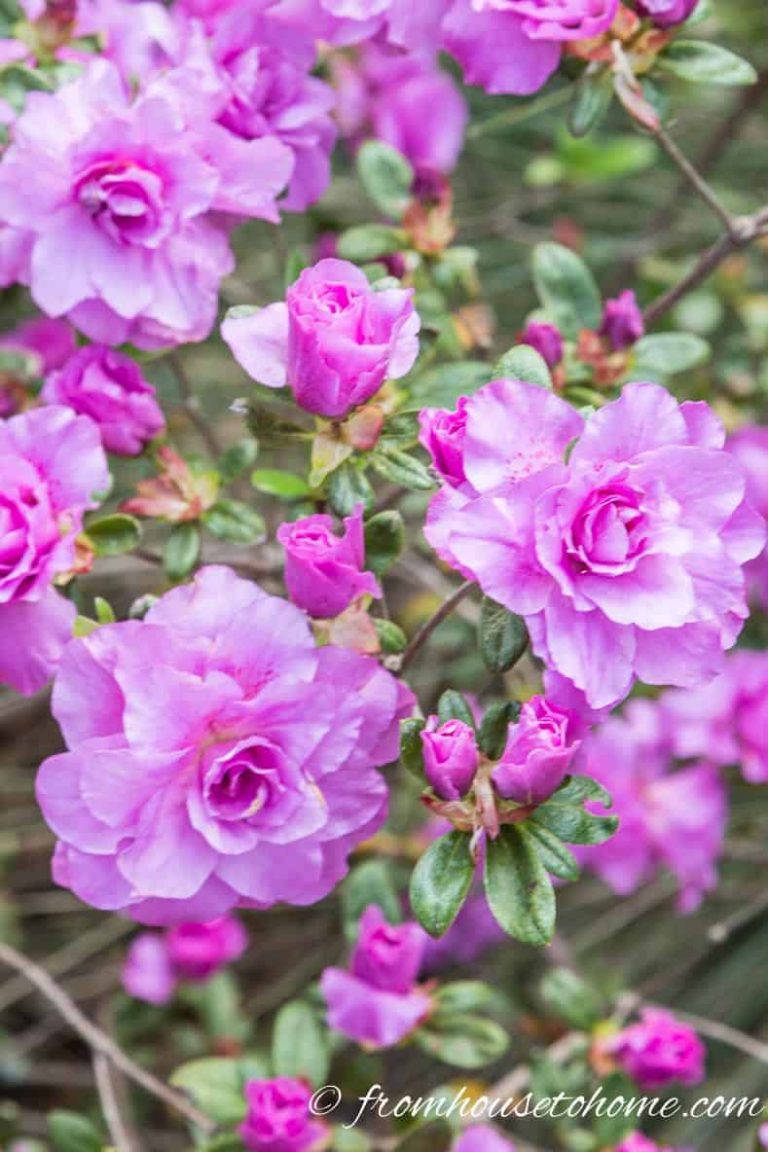 Rhododendron Varieties: 7 Of The Best Azaleas and Rhododendrons For Your Garden