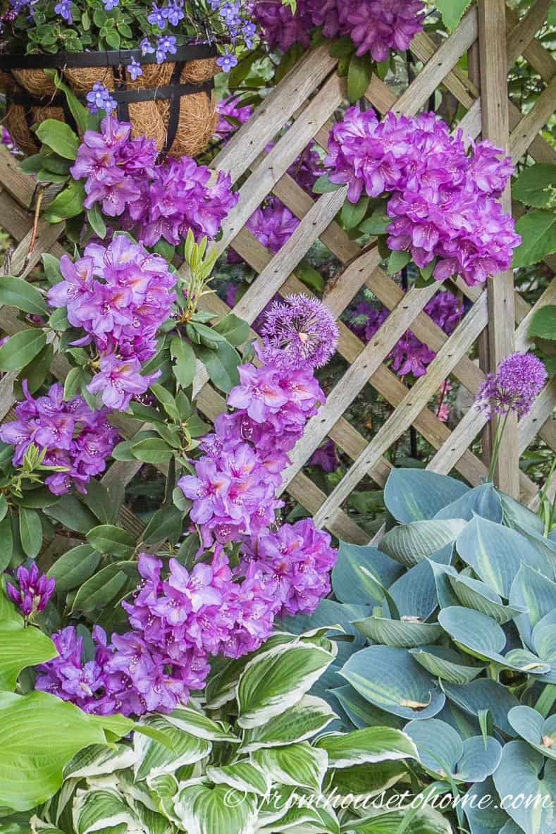 Rhododendron catawbiense with purple flowers