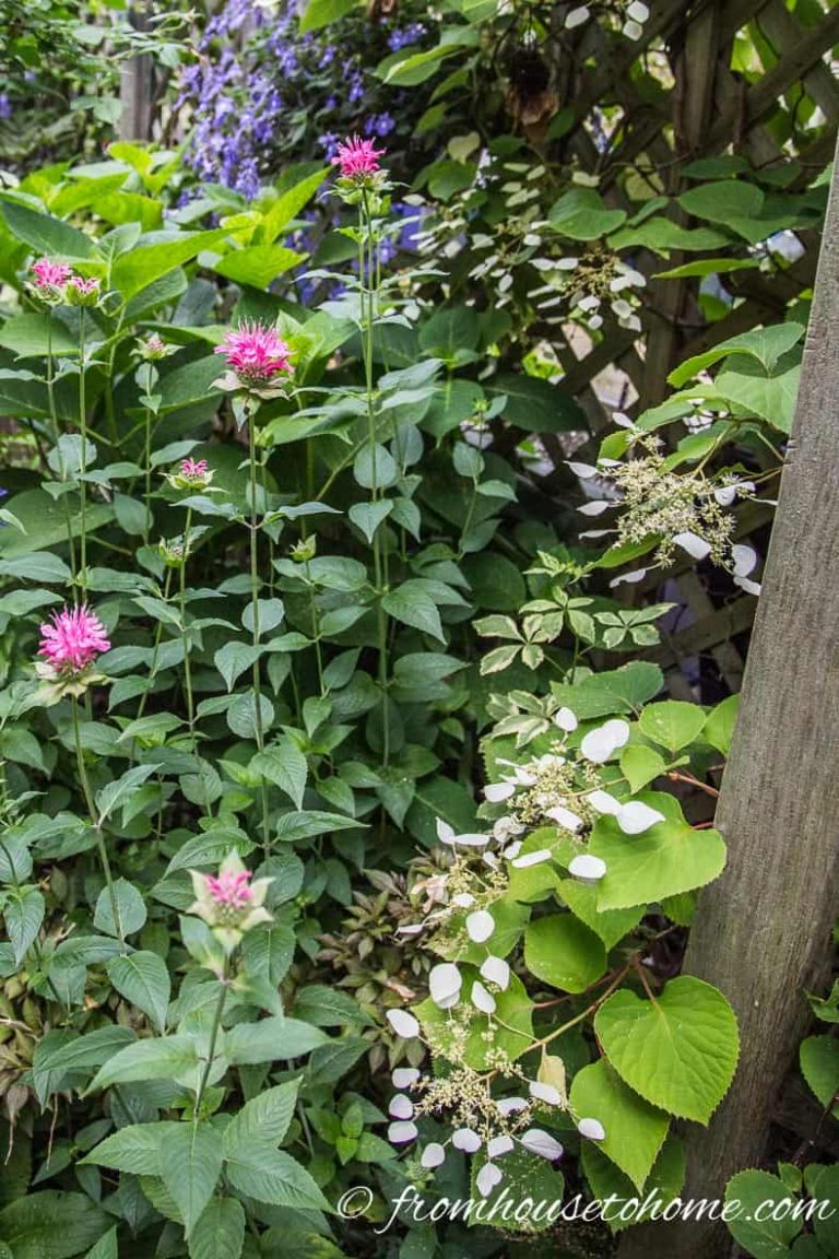Flowering Vines For Shade (9 of the Best Perennial Shade Vines That Won’t Take Over Your Garden)