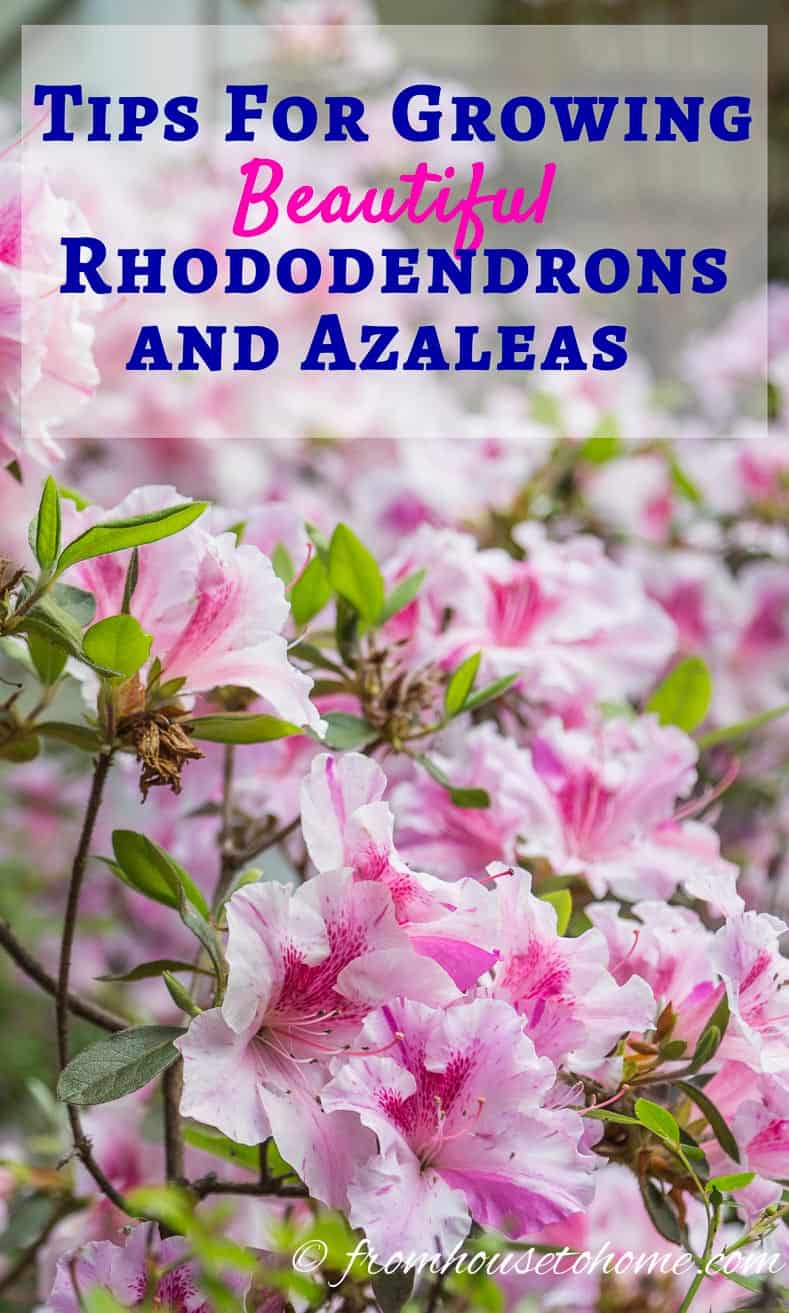 Tips for growing beautiful Rhododendrons and Azaleas