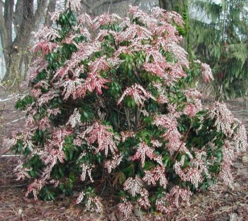 These tips on growing Pieris Japonica are the best! I love that it adds interest to the garden all year round. Now I know what to plant in the shady part of my backyard! Definitely pinning! | How To Grow Japanese Pieris