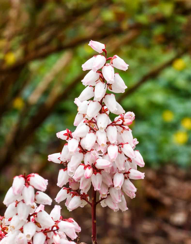 These tips for growing Pieris Japonica are the BEST! I love that it adds interest to the garden all year round. Now I know what to plant in the shady part of my backyard! Definitely pinning! #pieris #pierisjaponica | How to Grow Japanese Pieris #shadeplants #shrubs #bushes #gardening #gardenideas #japanesepieris #plants #perennial #flowers | Photo by Dominicus Johannes Bergsma [CC BY-SA 4.0], via Wikimedia Commons