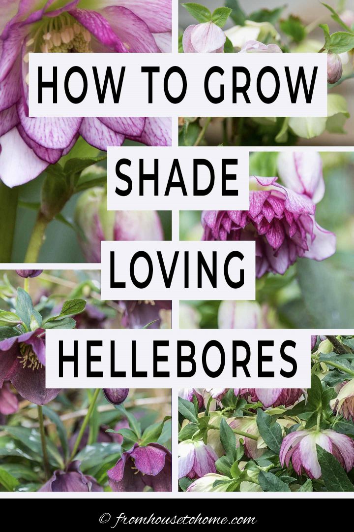 how to grow shade loving hellebores