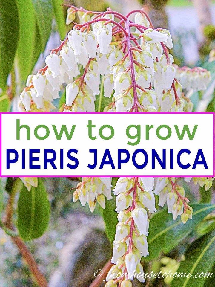 how to grow Japanese Pieries