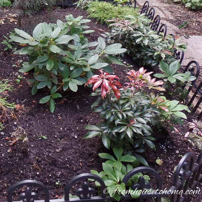 These tips for growing Pieris Japonica are the BEST! I love that it adds interest to the garden all year round. Now I know what to plant in the shady part of my backyard! Definitely pinning! #pieris #pierisjaponica | How to Grow Japanese Pieris #shadeplants #shrubs #bushes #gardening #gardenideas #japanesepieris #plants #perennial #flowers