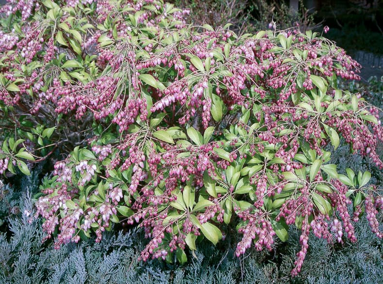 These tips for growing Pieris Japonica are the BEST! I love that it adds interest to the garden all year round. Now I know what to plant in the shady part of my backyard! Definitely pinning! #pieris #pierisjaponica | How to Grow Japanese Pieris #shadeplants #shrubs #bushes #gardening #gardenideas #japanesepieris #plants #perennial #flowers | Photo by KENPEI [GFDL, CC-BY-SA-3.0 or CC BY-SA 2.1 jp], via Wikimedia Commons