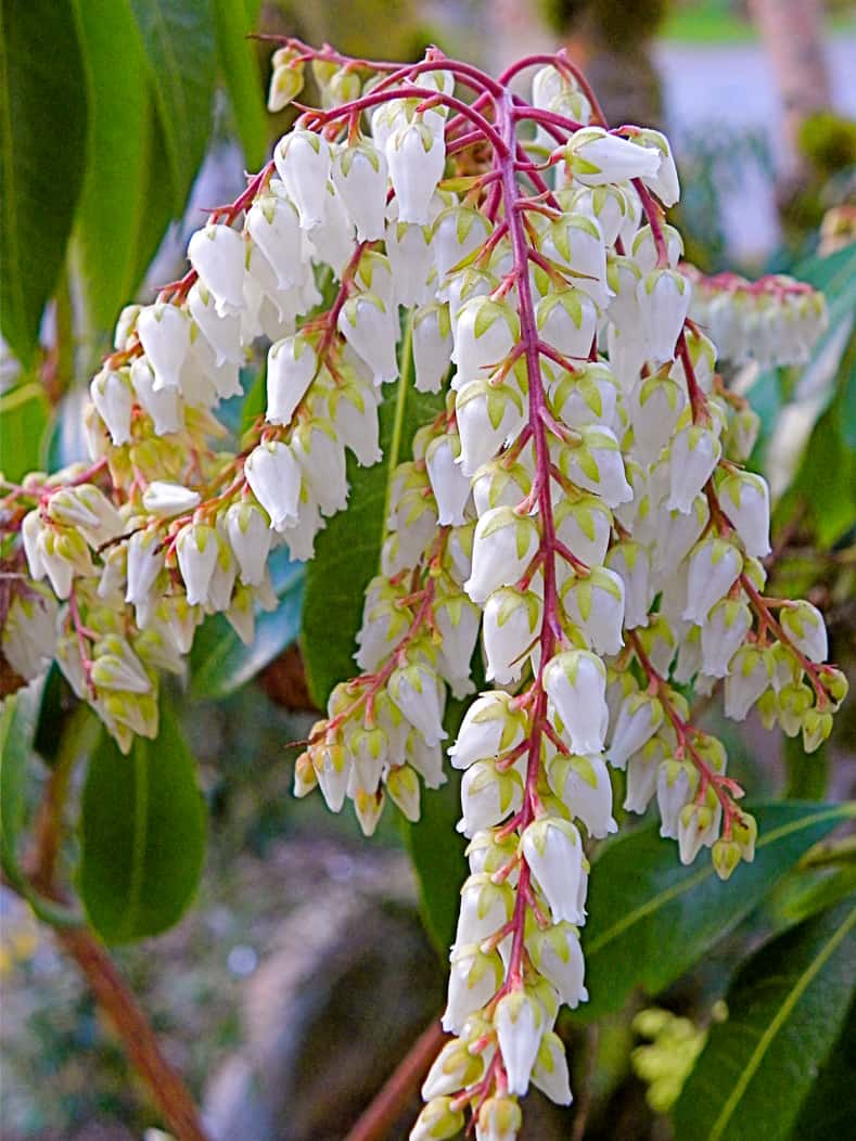These tips for growing Pieris Japonica are the BEST! I love that it adds interest to the garden all year round. Now I know what to plant in the shady part of my backyard! Definitely pinning! #pieris #pierisjaponica | How to Grow Japanese Pieris #shadeplants #shrubs #bushes #gardening #gardenideas #japanesepieris #plants #perennial #flowers Photo by Peter Stevens from Seattle (Pieris japonica) [CC BY 2.0], via Wikimedia Commons