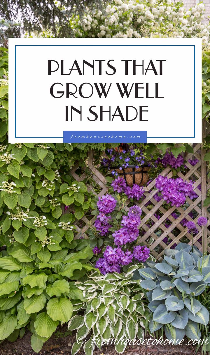 Plants that grow well in shade