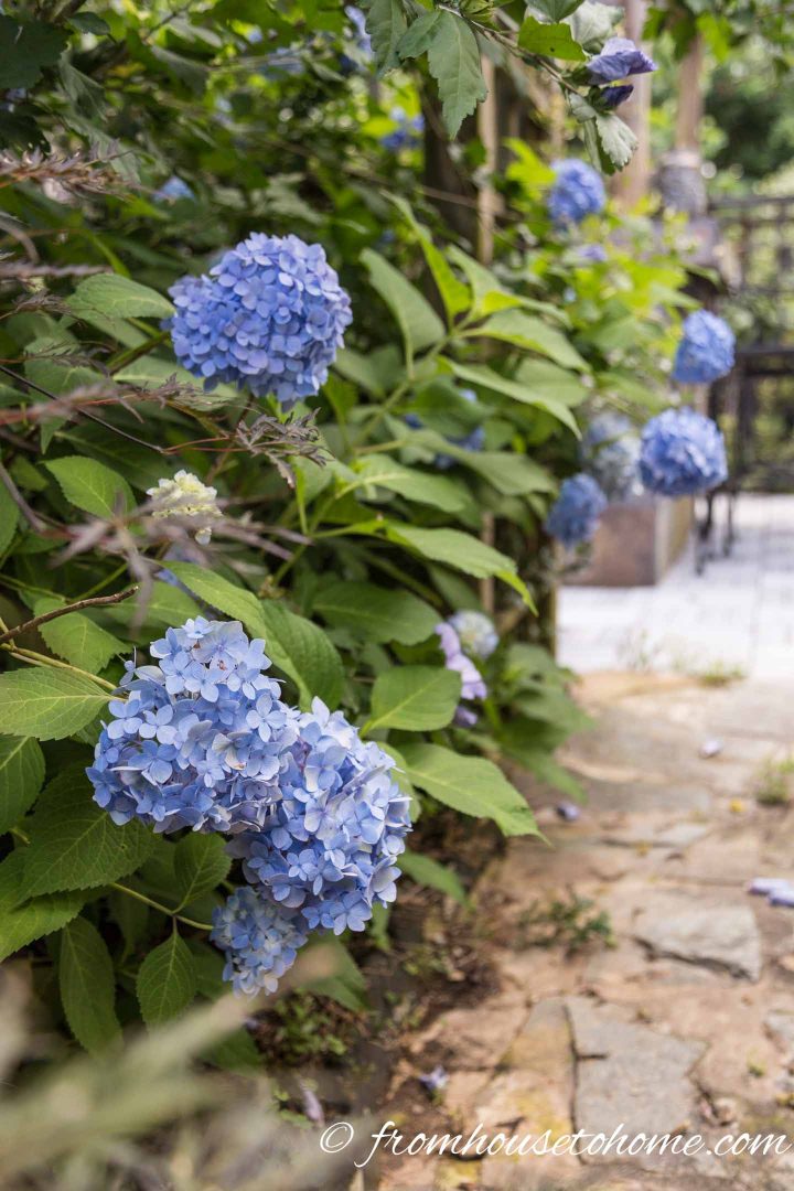 Some types of hydrangeas grow well in the shade