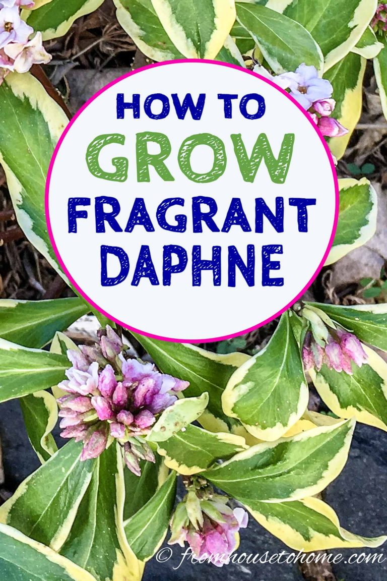 Daphne Plant: How To Grow A Daphne Shrub That Will Fill Your Garden With Fragrance
