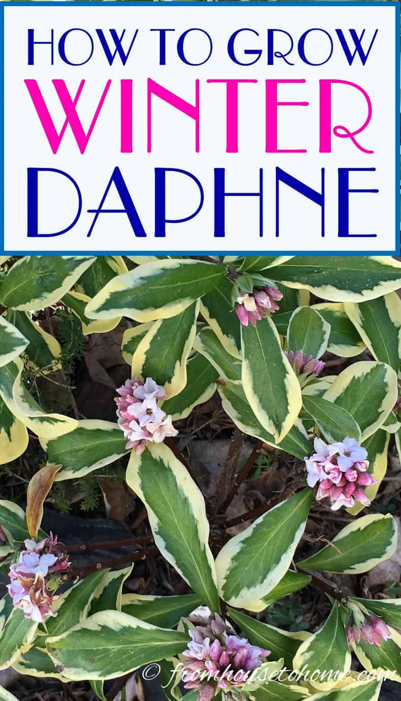 How to grow Winter Daphne