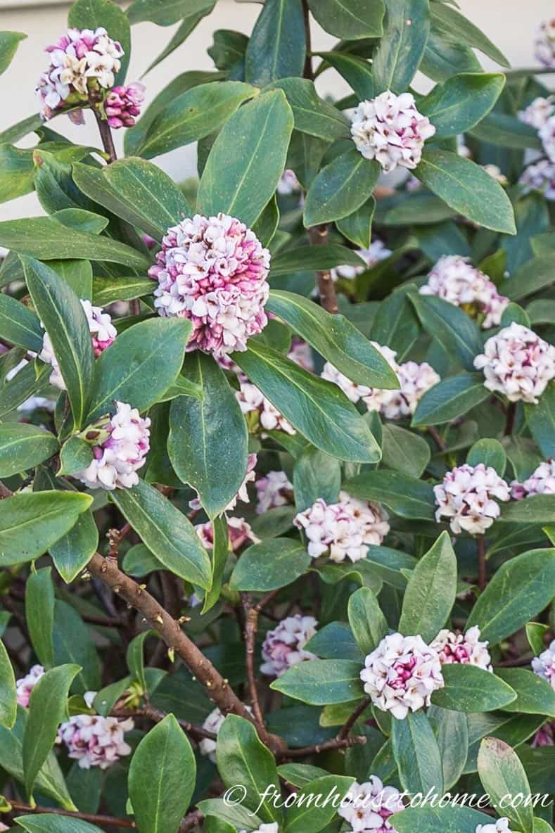 Daphne odora is a very fragrant bush