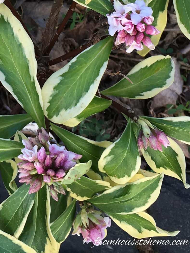 Daphne with variegated leaves and pink flowers