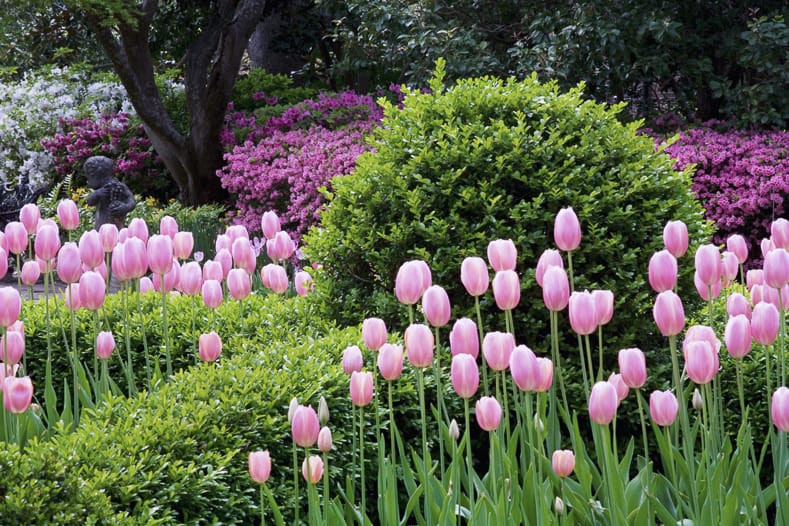 Tulips with evergreens