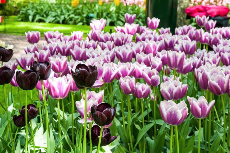 Colorful tulips in Holland garden Keukenhof, Netherlands