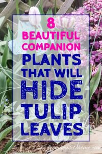 Companion plants for spring bulbs